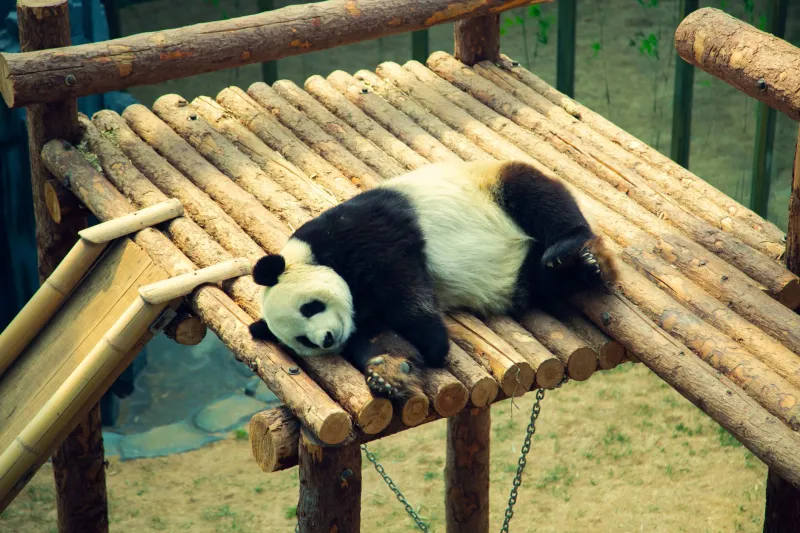 Chunky Geniuses: How Pandas Are Accidentally Blowing Scientists' Minds One Bamboo Stalk at a Time