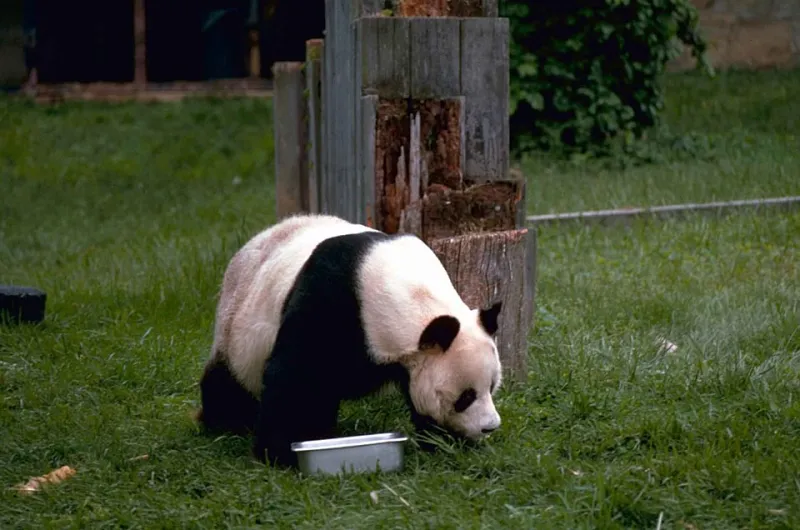 From Runways to Bamboo Groves: The Fashion Industry's Panda Problem (And Why We're Kind of Here For It)