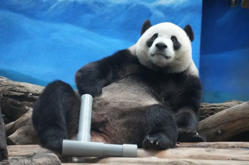 Are You a Chaos Cub or a Bamboo Philosopher? Find Your Inner Panda Personality