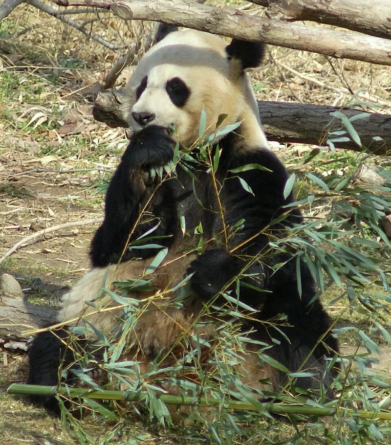 Bao Bao, Chunky Biscuit, and Sir Flops-a-Lot: A Definitive Ranking of the Most Unhinged Panda Names in History