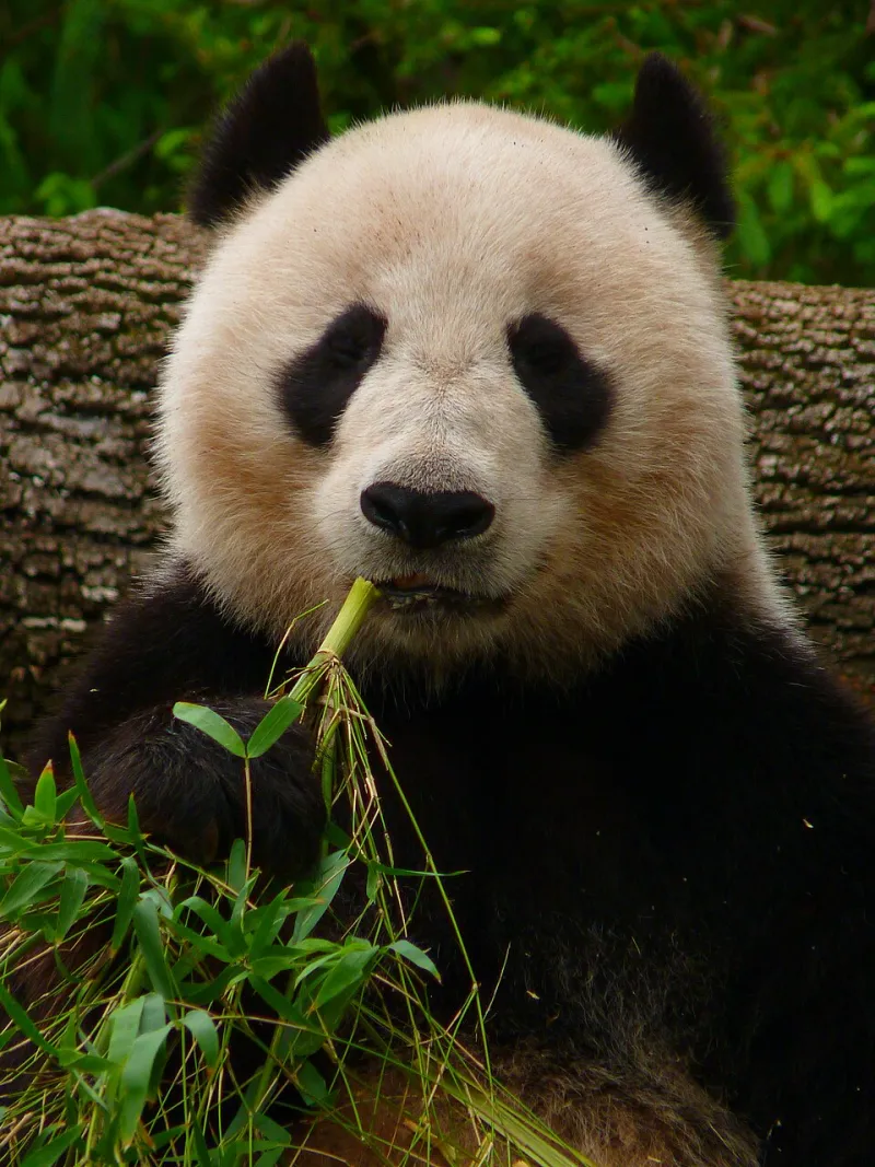 Crunch, Munch, Repeat: The Wildly Satisfying World of Panda Eating Videos Taking Over the Internet