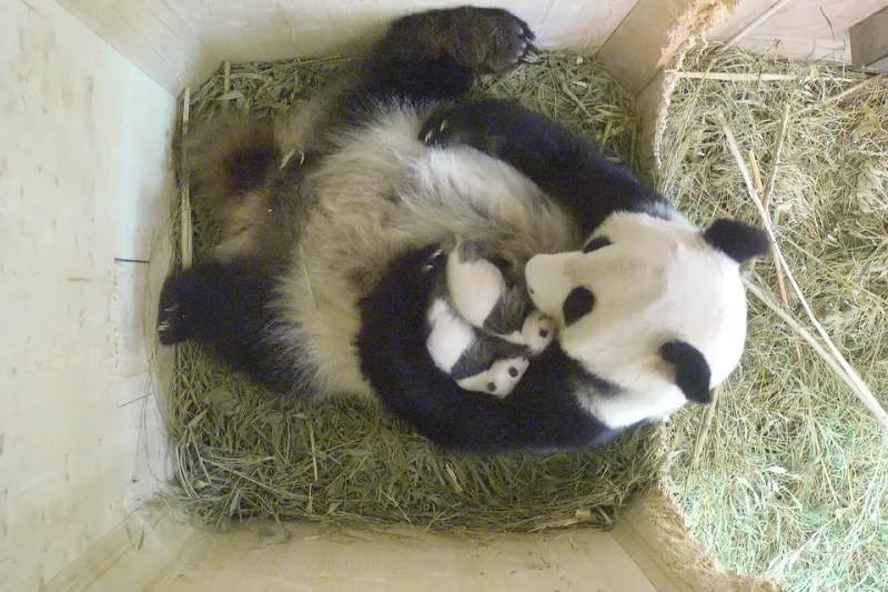 Bamboo, Cubs, and Zero Judgment: The Parenting Secrets Hidden Inside a Panda's Daily Routine