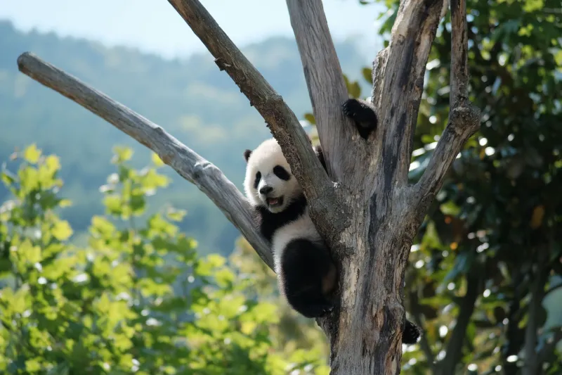 Move Over, Superheroes: The Utterly Ridiculous Powers Pandas Have That We're Desperately Jealous Of