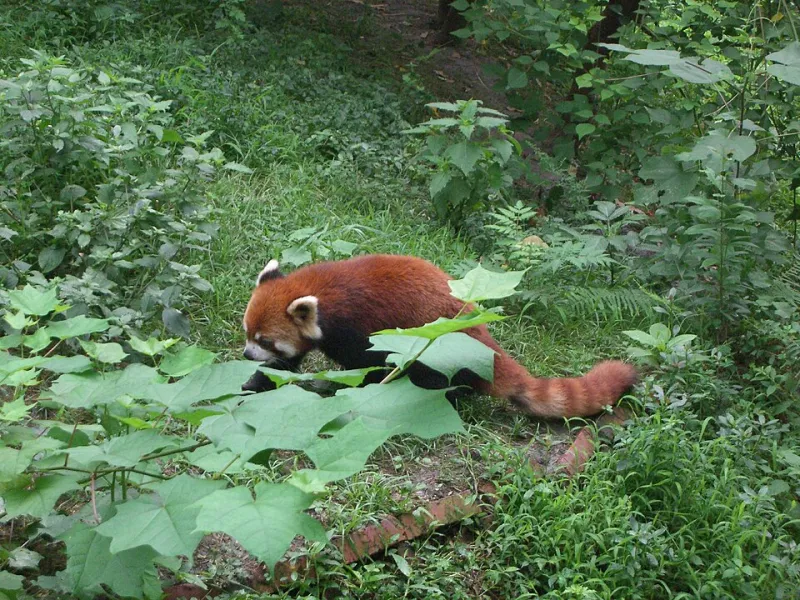 Wanted: One Very Round Fugitive — The Funniest Panda Breakout Attempts Ever Recorded