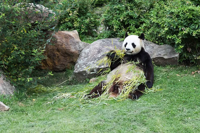 It's Not a Phase, Mom: The Very Real Science Behind Why Humans Are Absolutely Unhinged for Pandas