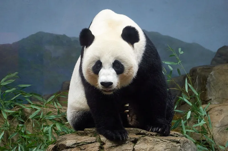 Zero Chill, Maximum Chaos: The Absolutely Unhinged Reality of Raising a Baby Panda