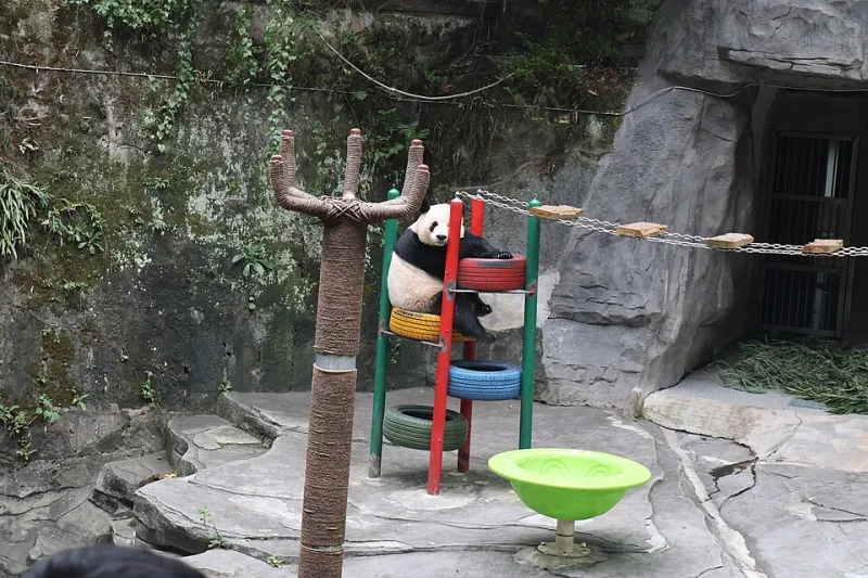 Zoo or No Zoo? The Surprisingly Spicy Debate Over Who's Really Saving the Pandas